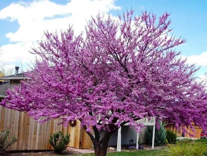 eastern redbud