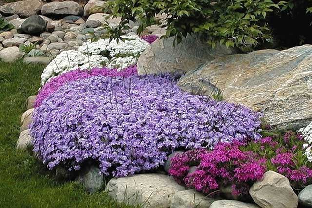 emerald blue creeping phlox