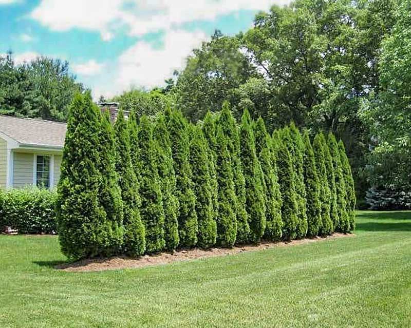 emerald green arborvitae