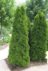 Emerald Green Arborvitae