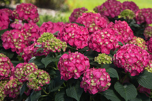 endless summer crush Hydrangea