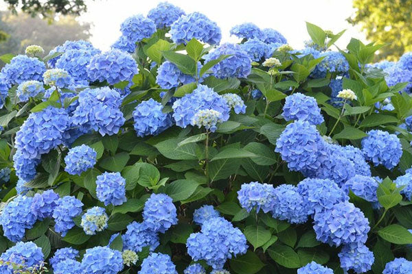 endless summer Hydrangea