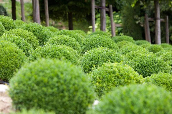 dwarf english boxwood