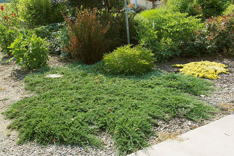 evergreen ground cover plants