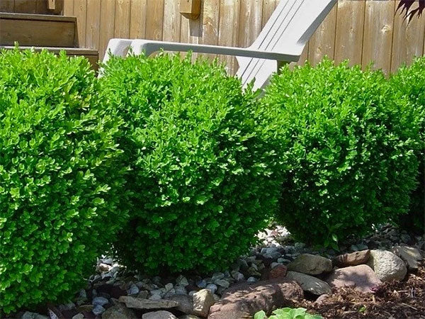 evergreen shrubs