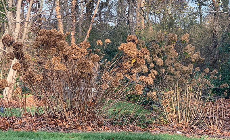 what do you do with hydrangeas in fall?