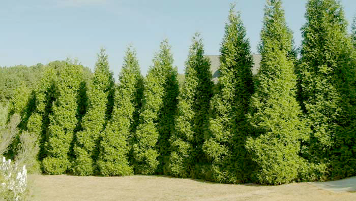 Fast-Growing evergreen trees for zone 5