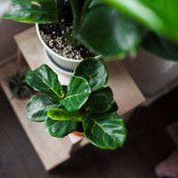 Fiddle Leaf Fig