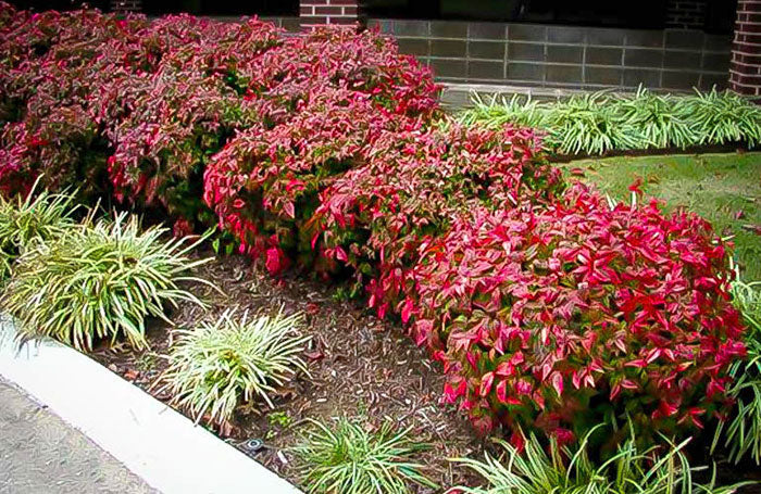 ornamental evergreen shrubs