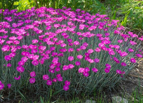 firewitch dianthus