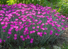 Firewitch Dianthus ground cover