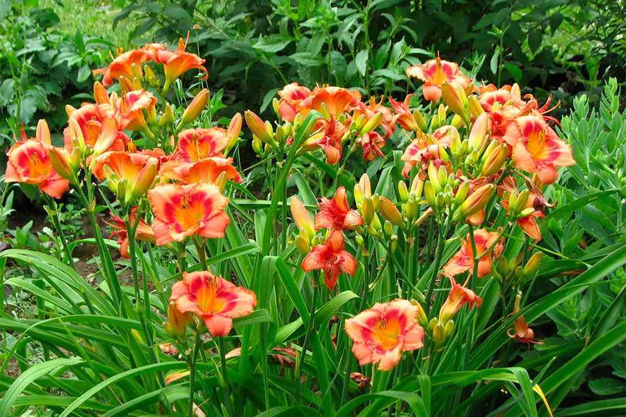 flowering ground cover plants