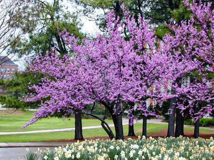 forest pansy redbud