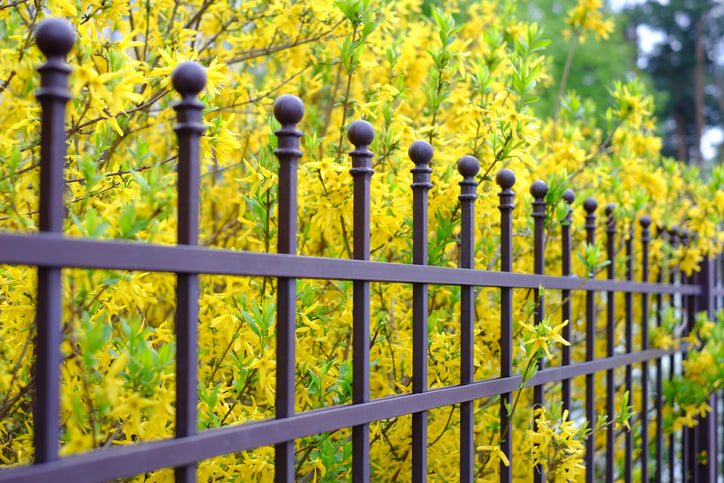 forsythia