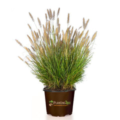 fountain grass - tall grasses in pots