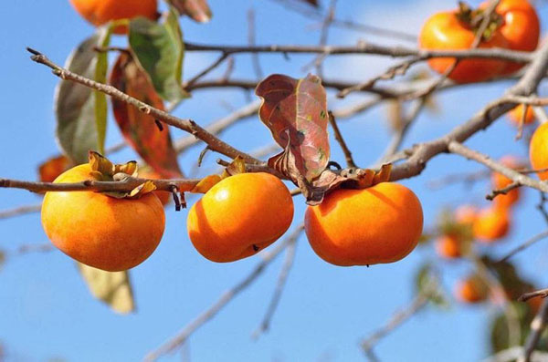 fuyu persimmon