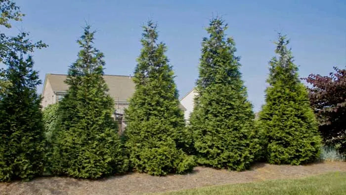 Emerald Green Arborvitae for Sale  Know Before You Buy - PlantingTree