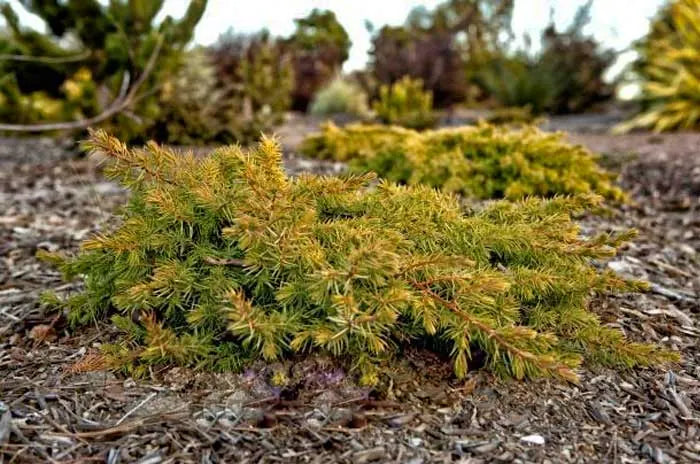 All Gold Shore Juniper