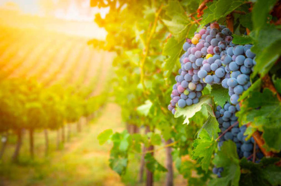 when to plant grape vines