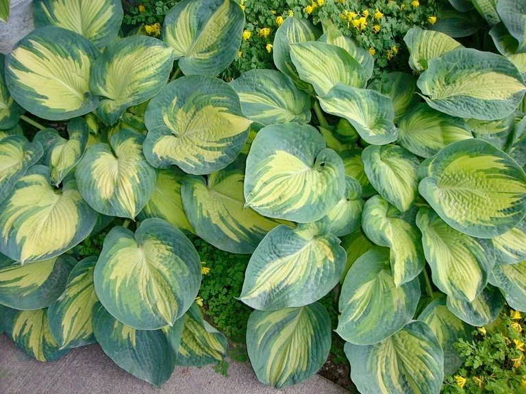 great expectations hosta