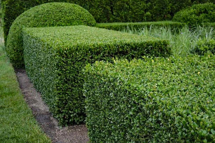 green velvet boxwood