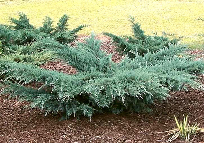 juniper shrubs