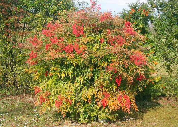 Heavenly Bamboo Nandina