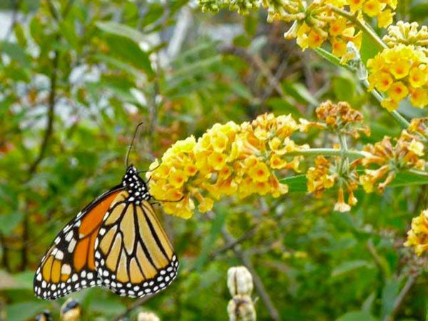 honeycomb butterfly bush