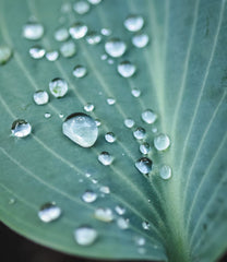 humidity on a leaf