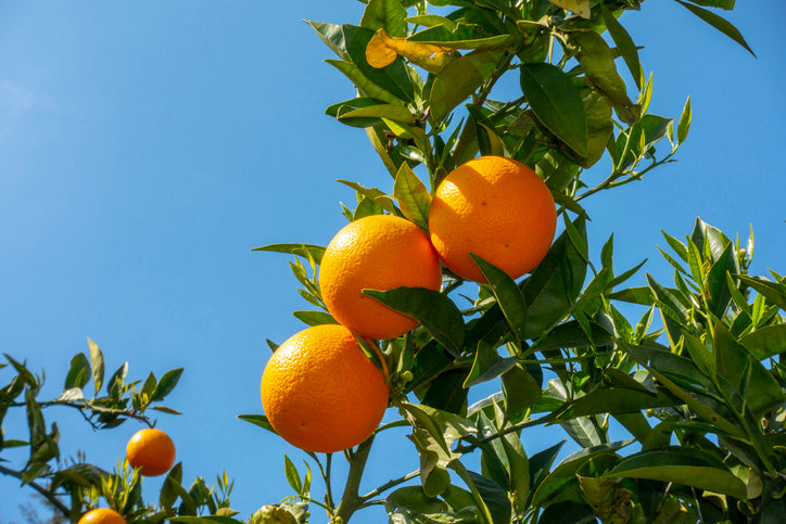 oranges growing