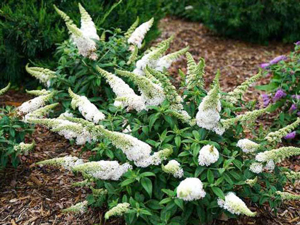 lo and behold ice chip butterfly bush