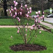 Jane Magnolia. Fragrant Flowering Trees For Your Yard