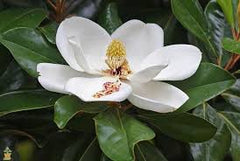 southern magnolia