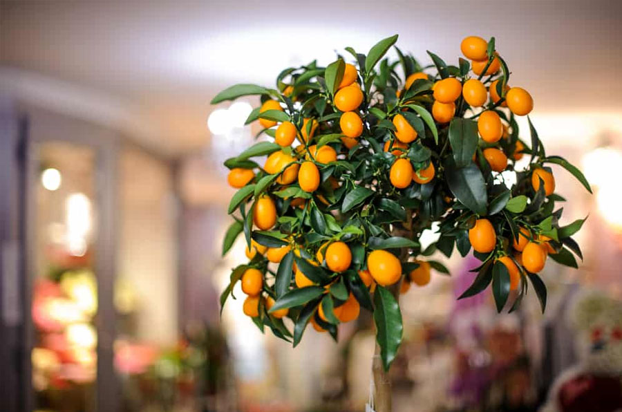 can dwarf fruit trees be grown indoors