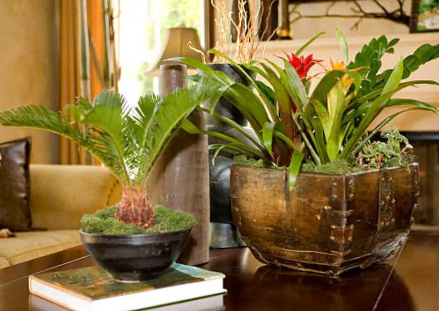 how to grow tropical plants indoors