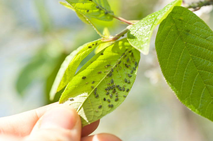 How to Get Rid of Common Rose Pests & Diseases