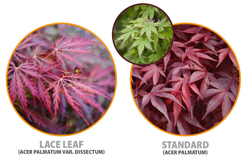 what japanese maple leaf types are there?