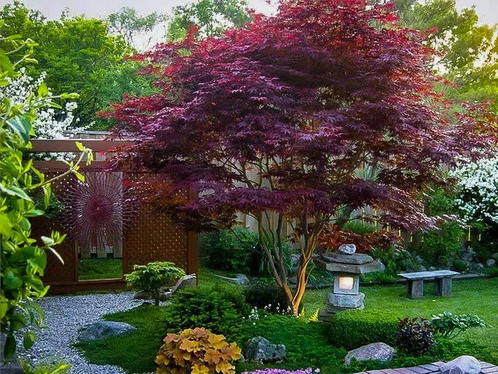 bloodgood japanese maple