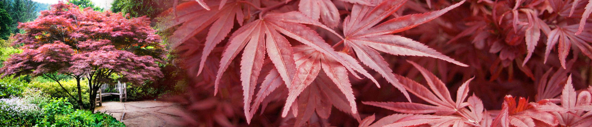 what you need to know about japanese maples