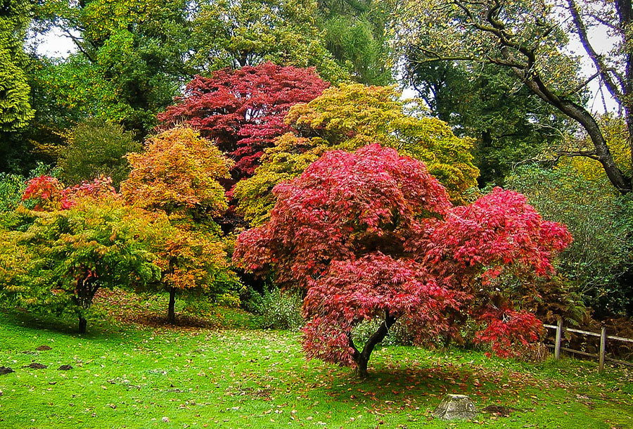 Japanese Maples