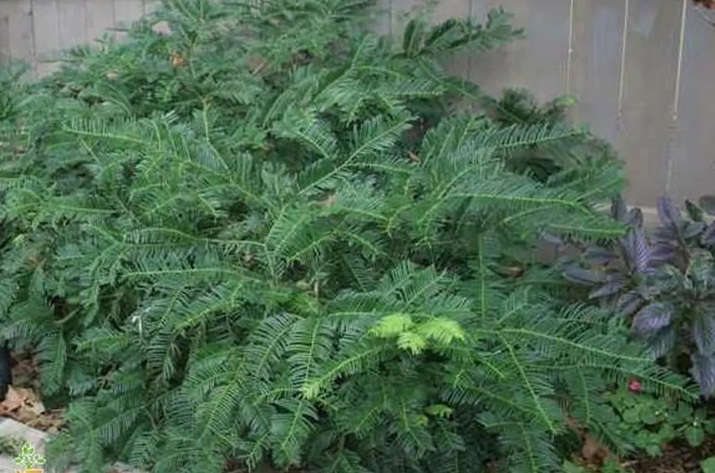 japanese plum yew