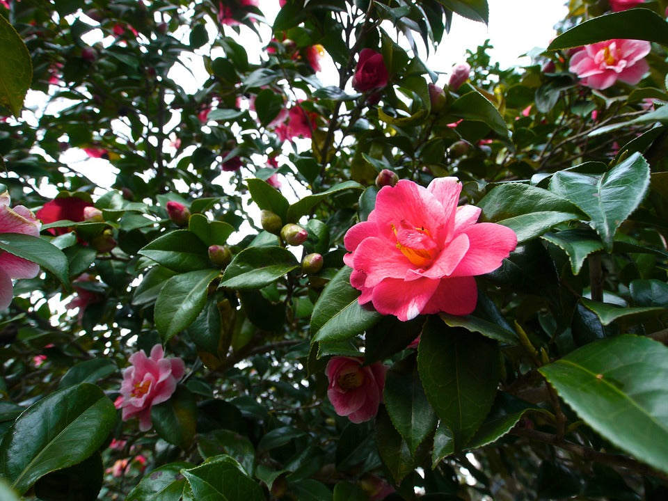 Japonica Camellias