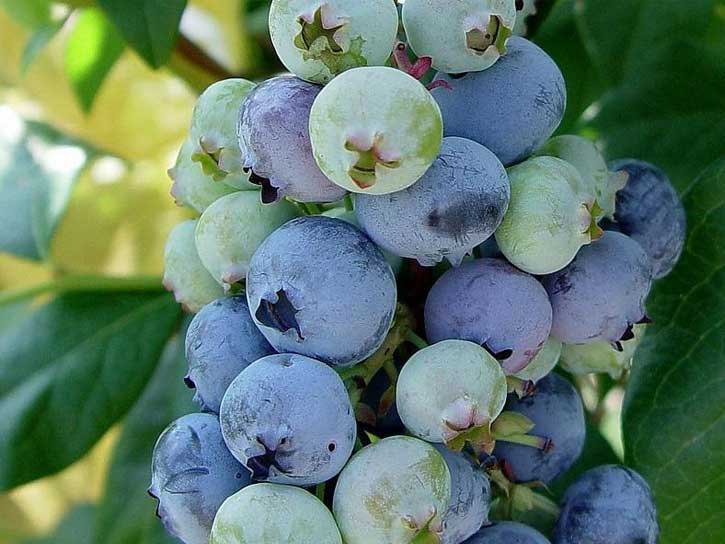 jersey blueberry bush