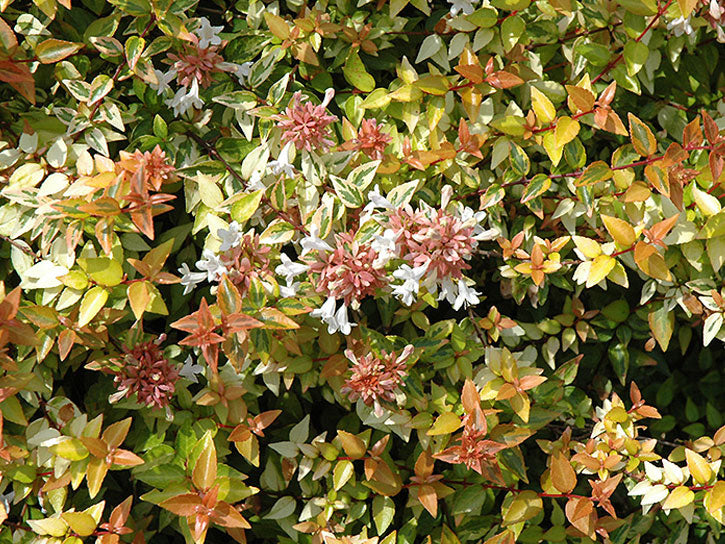 kaleidoscope abelia