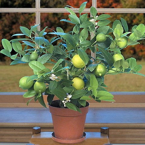 Citrus Trees In Pots PlantingTree -