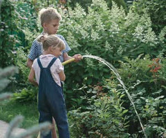 Watering azaleas