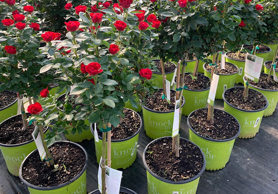 knock out rose trees