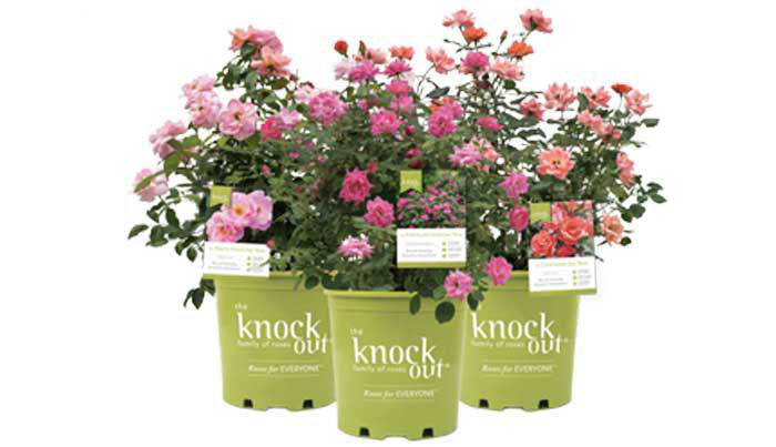 what are knock out roses?