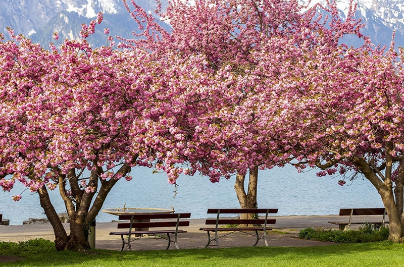 kwanzan cherry tree