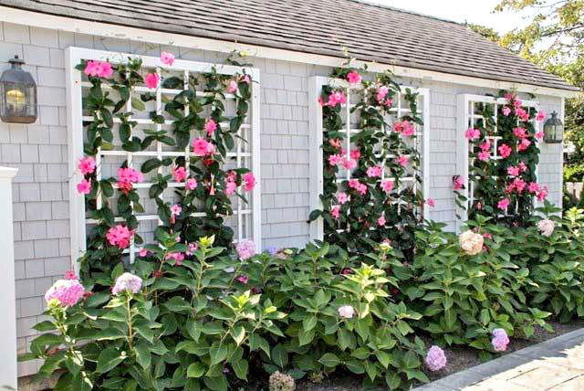 how to grow mandevilla vines in the landscape